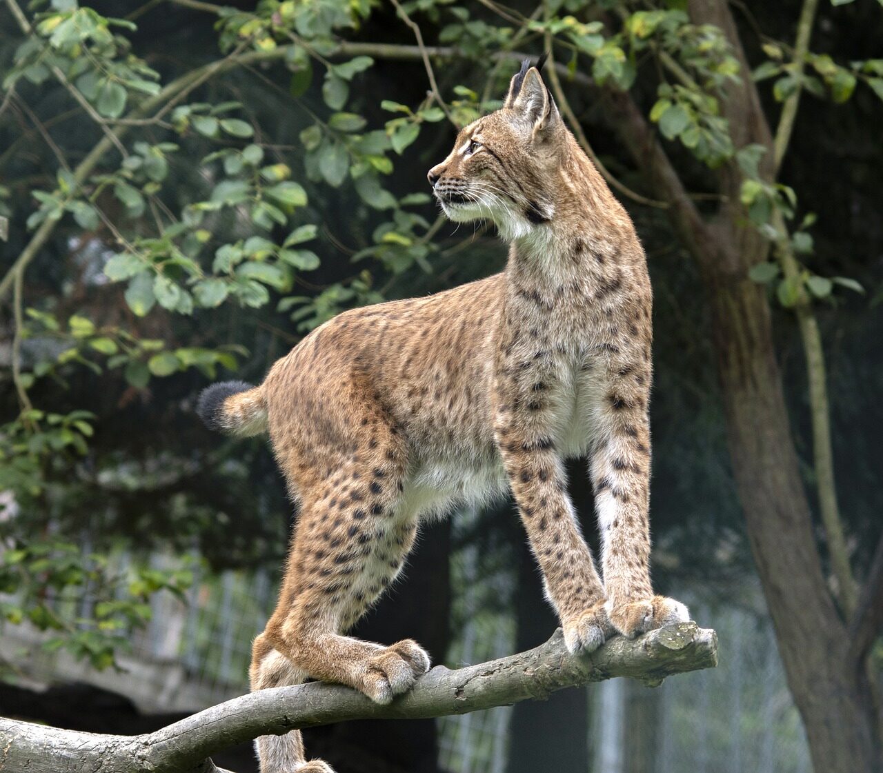 lynx, animal, wildlife-4489002.jpg